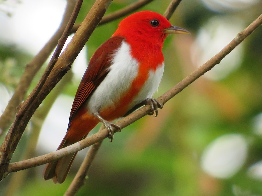 Scarlet-and-white Tanager - eBird