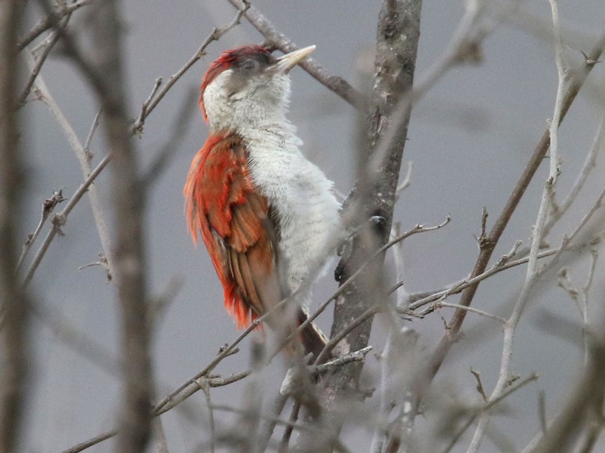 Scarlet-backed Woodpecker - Noah Strycker