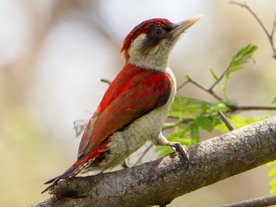 Scarlet-backed Woodpecker - eBird