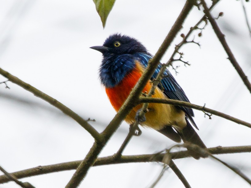 Scarlet-breasted Dacnis - Silvia Faustino Linhares