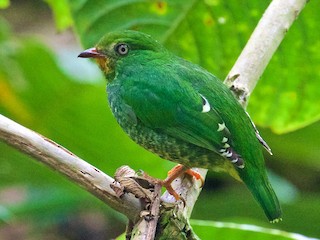 ムネアカミドリカザリドリ - eBird