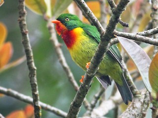 ムネアカミドリカザリドリ - eBird