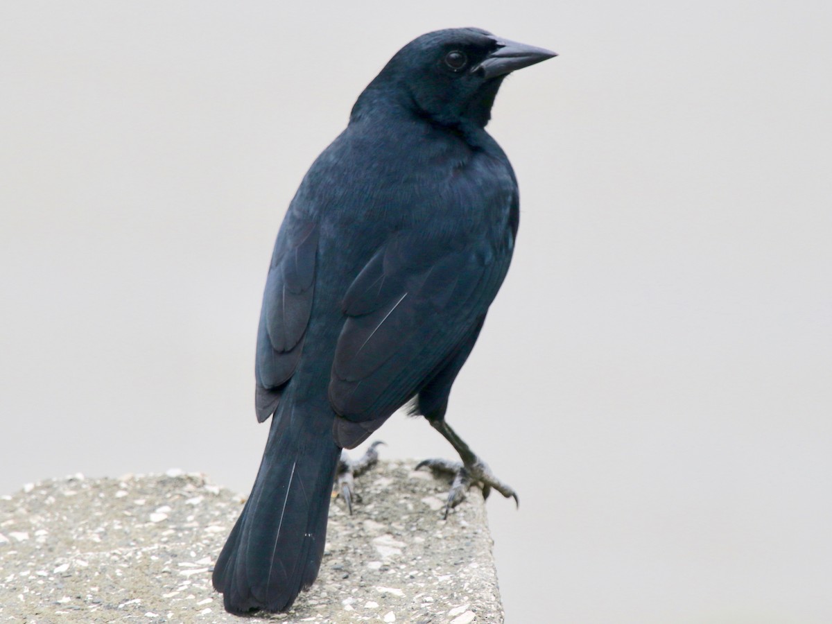 トップス blackbird sheepman's smock wagamama blackbird sheepman's smock wagamama トップス blackbird