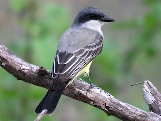  - Snowy-throated Kingbird