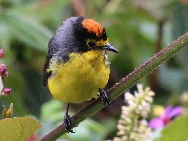 Photos - Spectacled Redstart - Myioborus melanocephalus - Birds of the ...