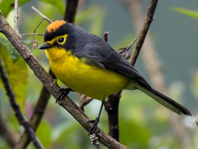 Photos - Spectacled Redstart - Myioborus melanocephalus - Birds of the ...