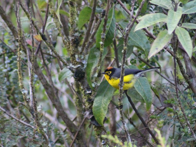 Photos - Spectacled Redstart - Myioborus melanocephalus - Birds of the ...