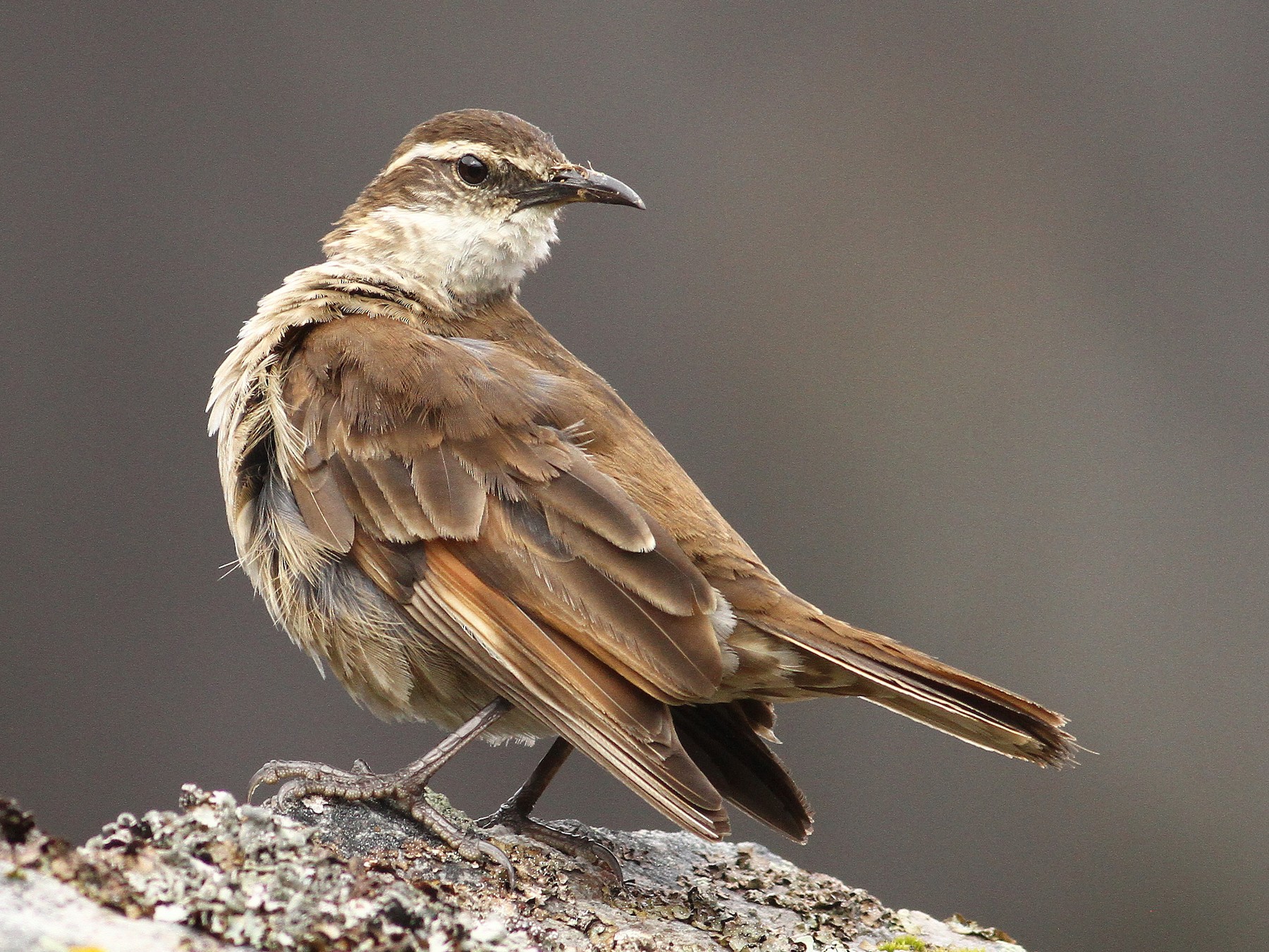 Stout-billed Cinclodes - Luke Seitz