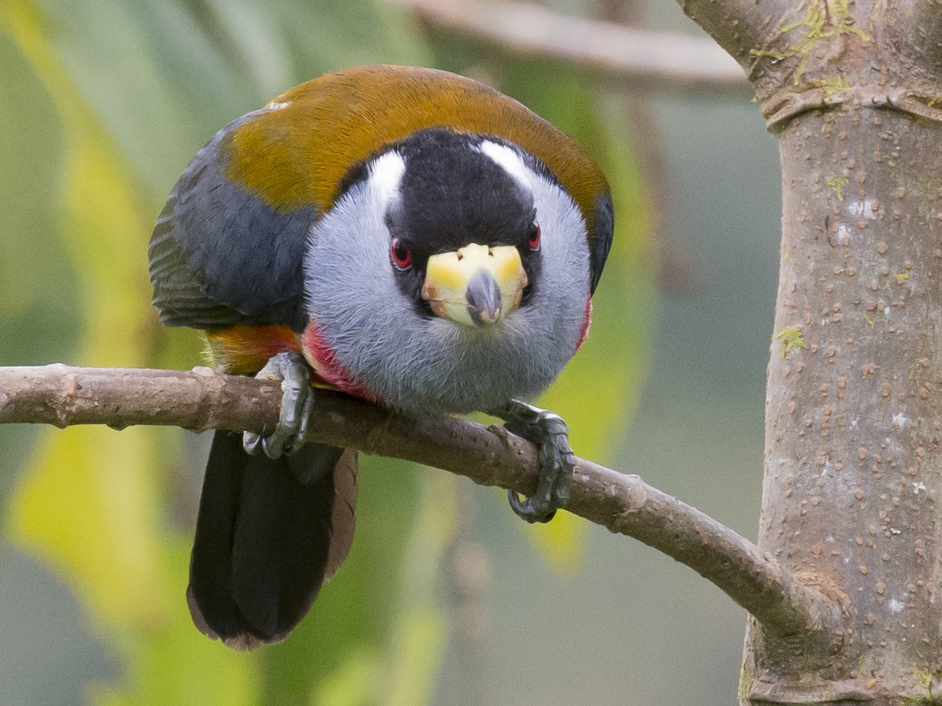 Toucan Barbet - Glenn Lahde