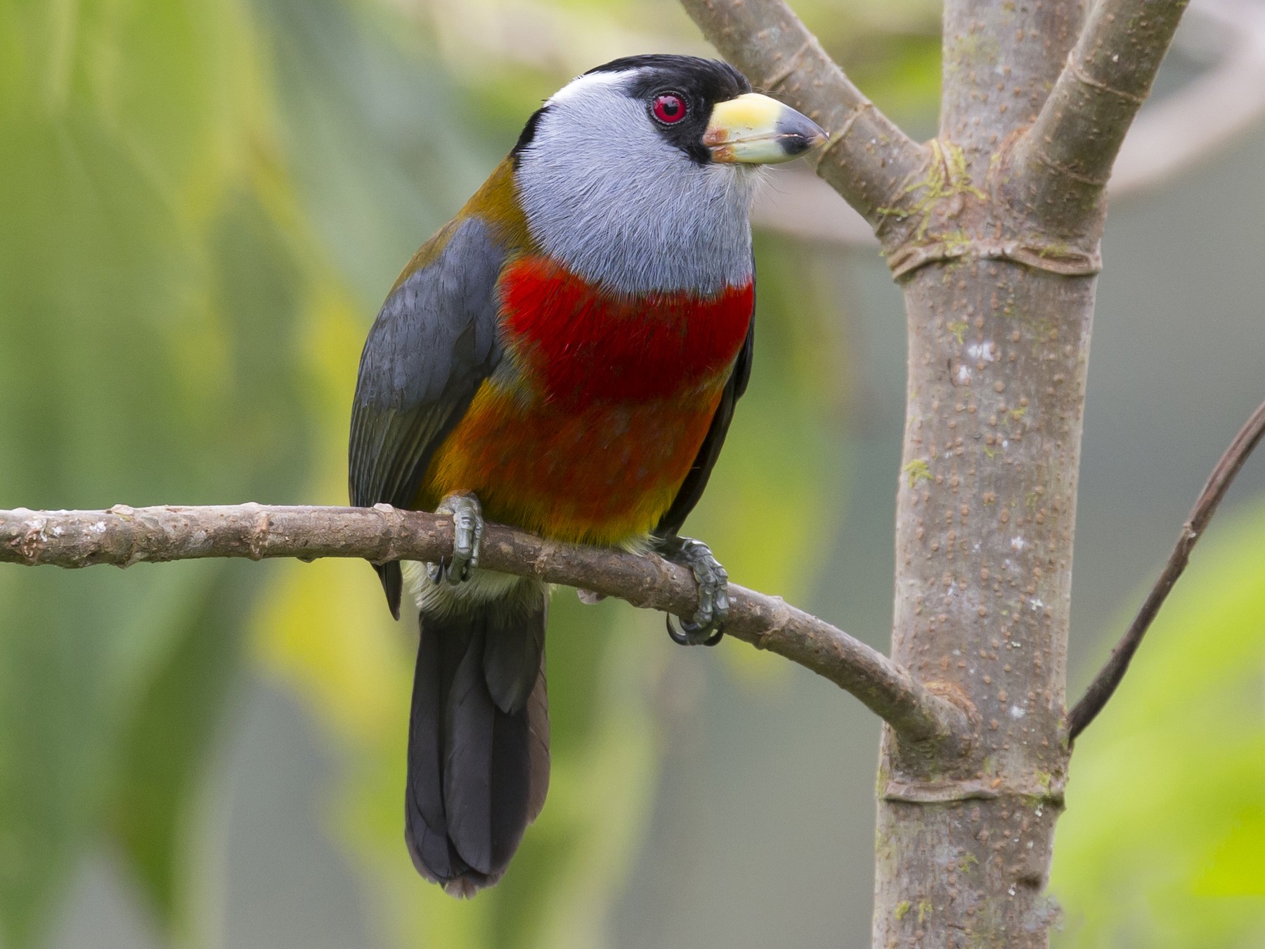 Toucan Barbet - Glenn Lahde