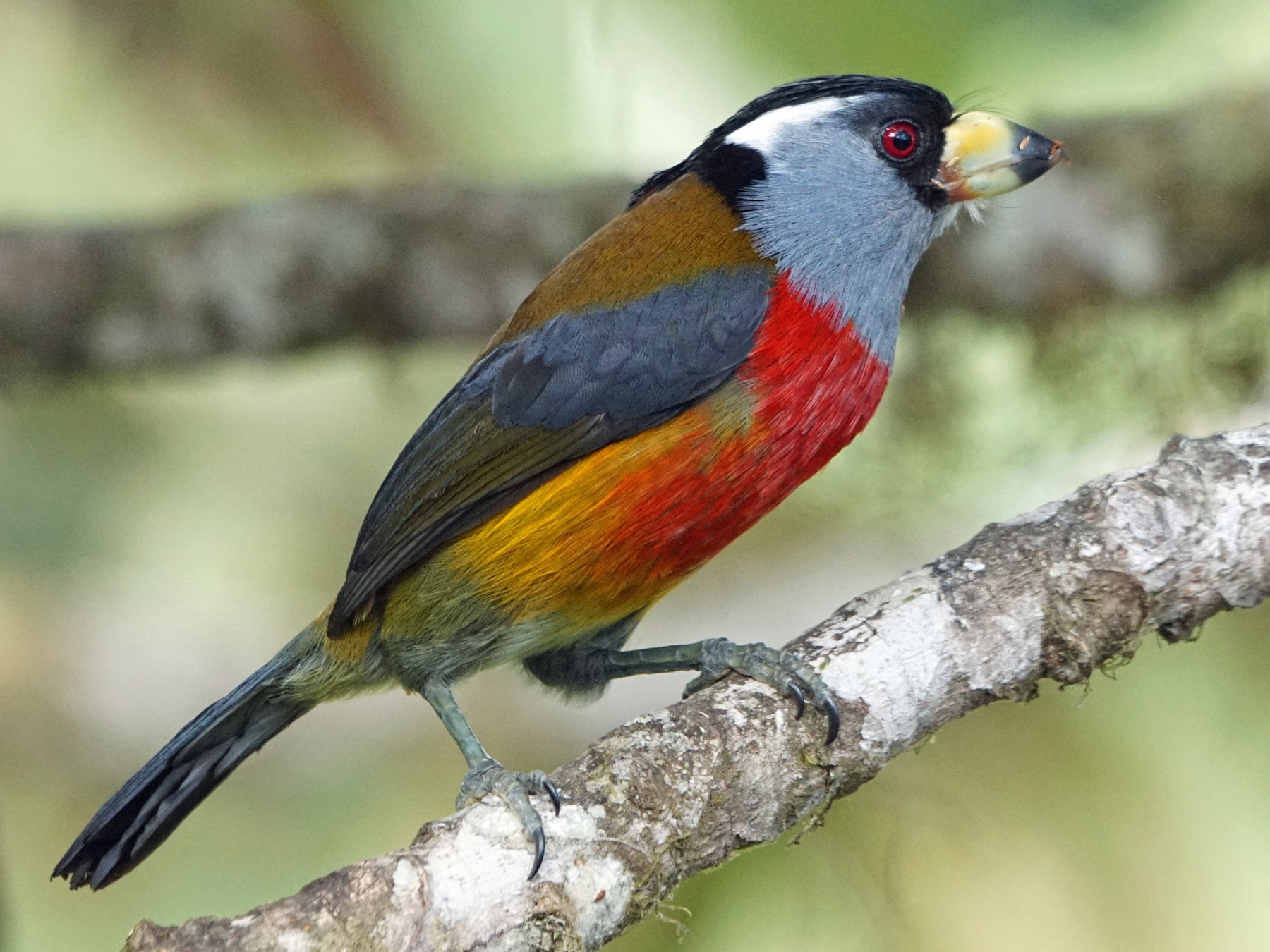 Toucan Barbet - Michael Smith