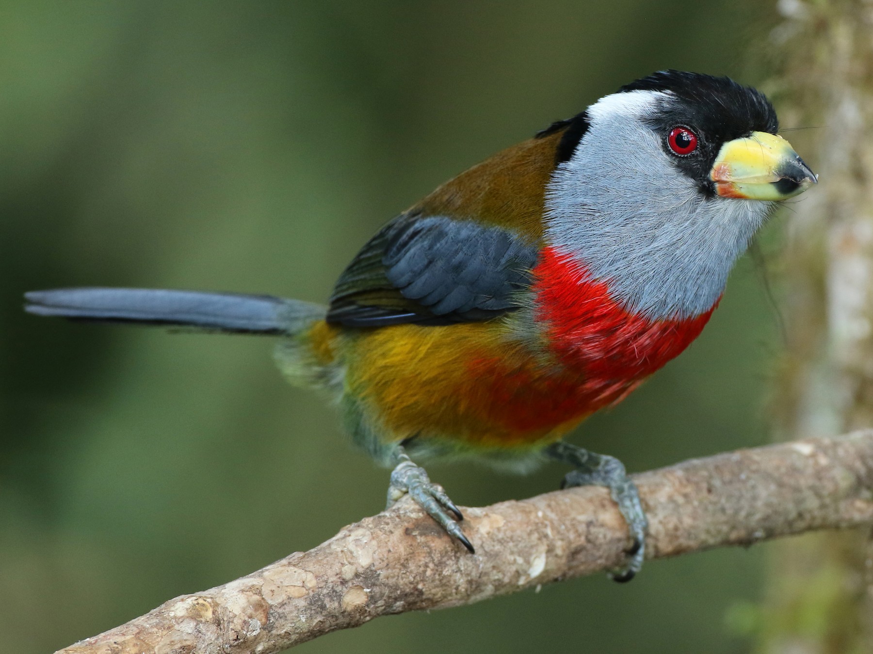 Toucan Barbet - Luke Seitz