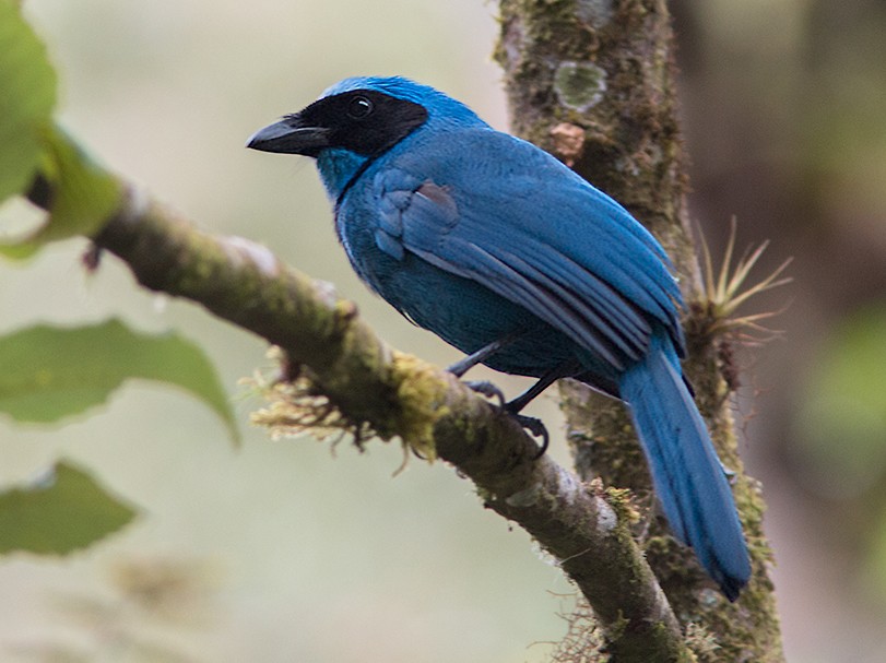 Turquoise Jay - Suzanne Labbé