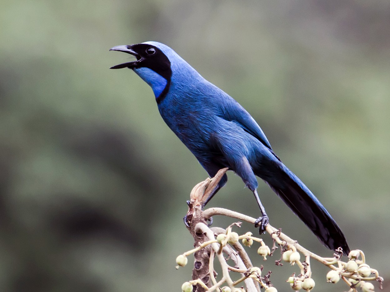 Turquoise Jay - Nick Athanas