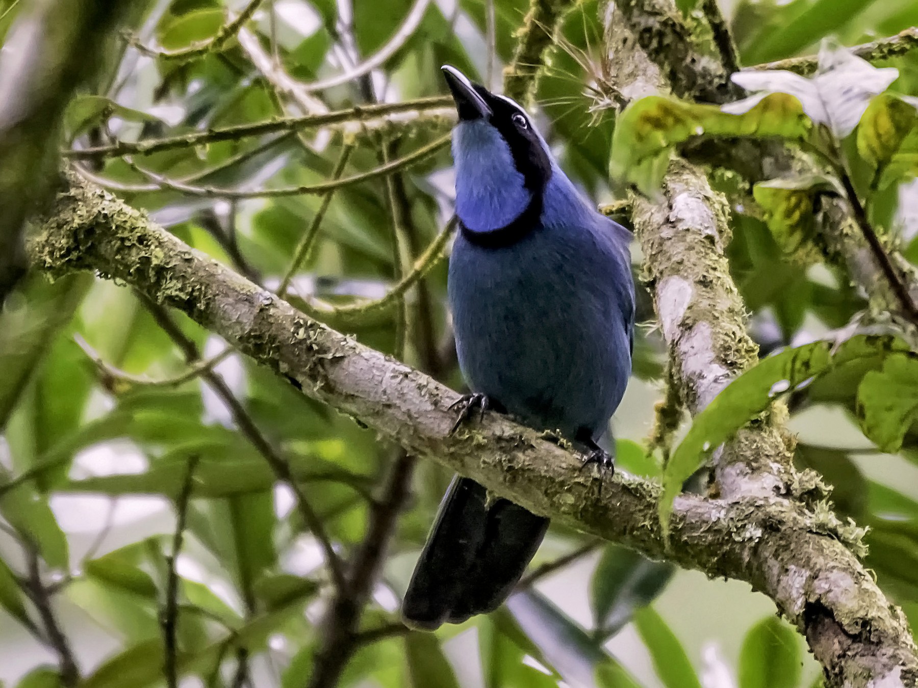 Turquoise Jay - Zandro Armas Moreno