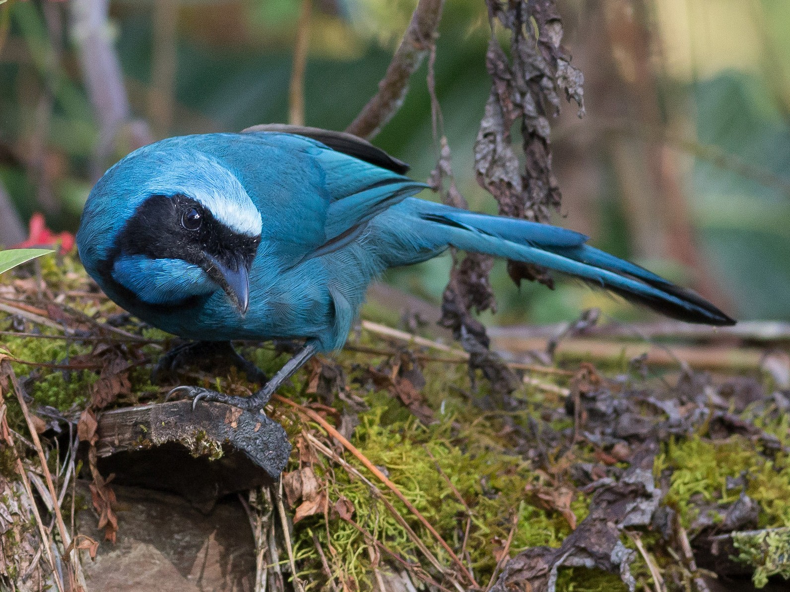 Turquoise Jay - Darren Clark