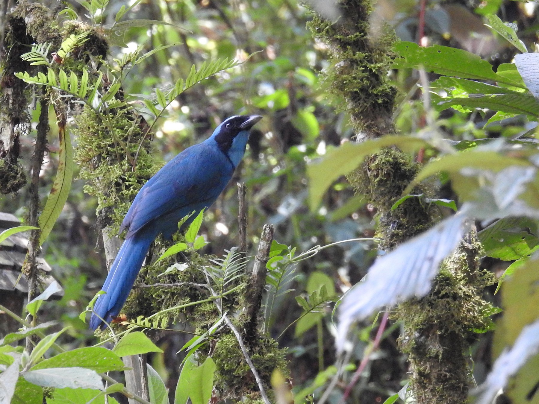 Turquoise Jay - Heidi Ware Carlisle