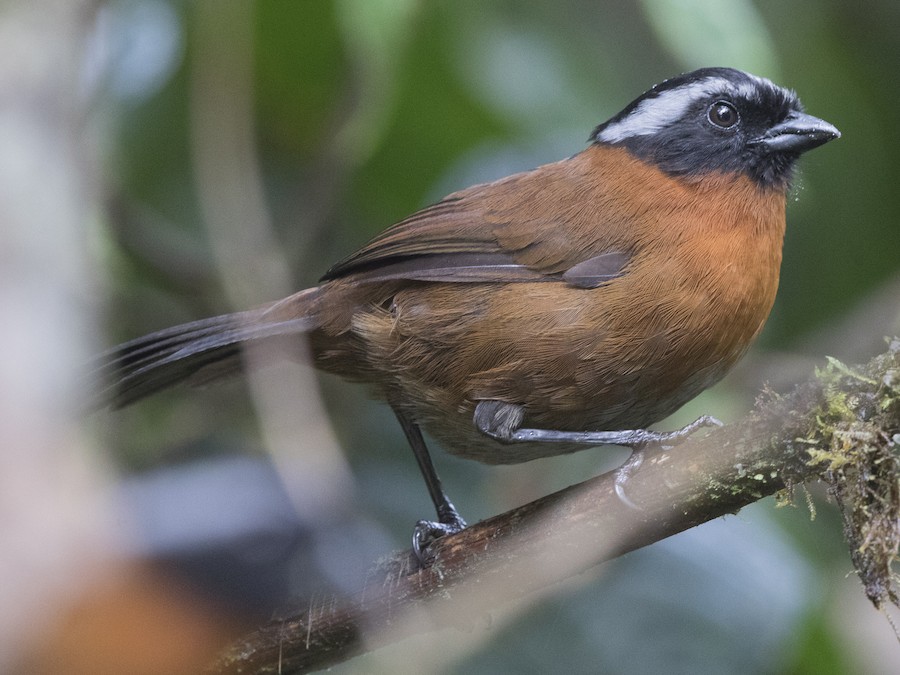 Tanager Finch - eBird