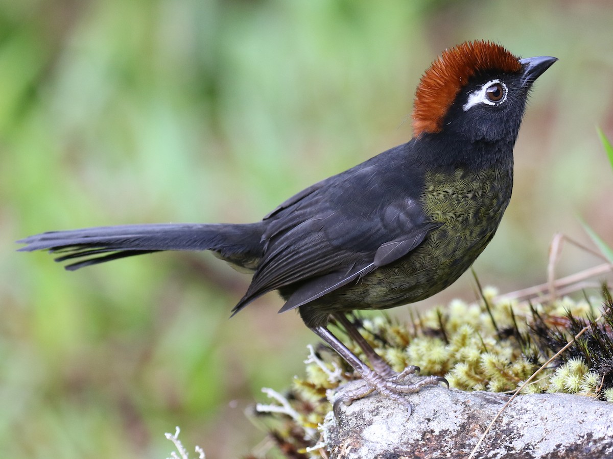 White-rimmed Brushfinch - eBird