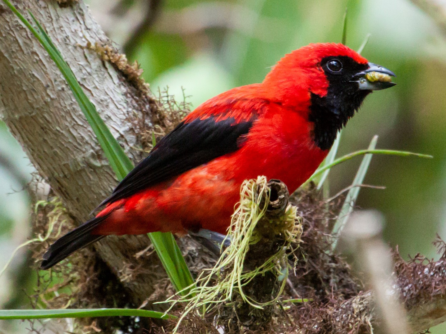 Vermilion Tanager - Nick Athanas