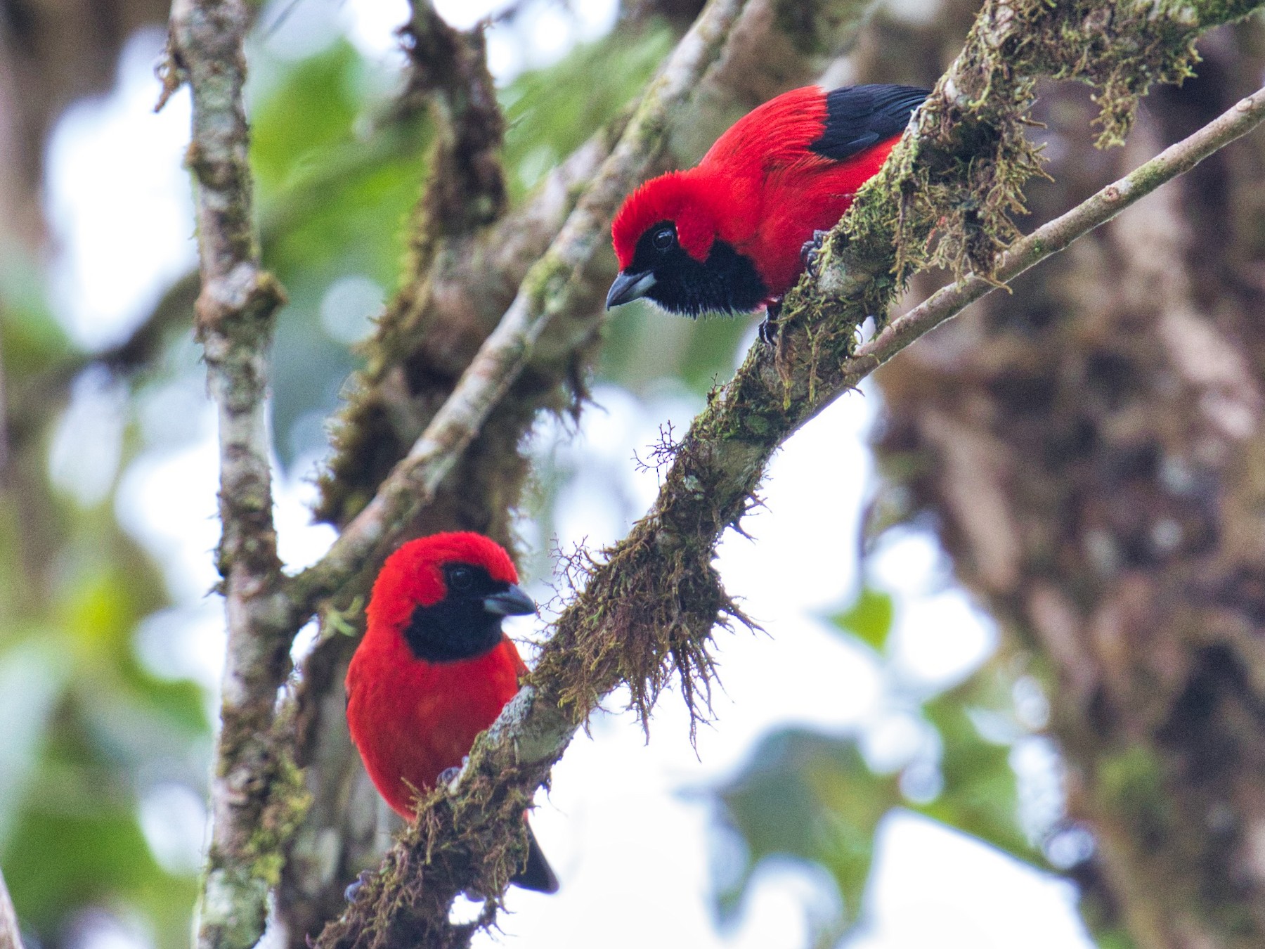 Vermilion Tanager - Eric Carpenter