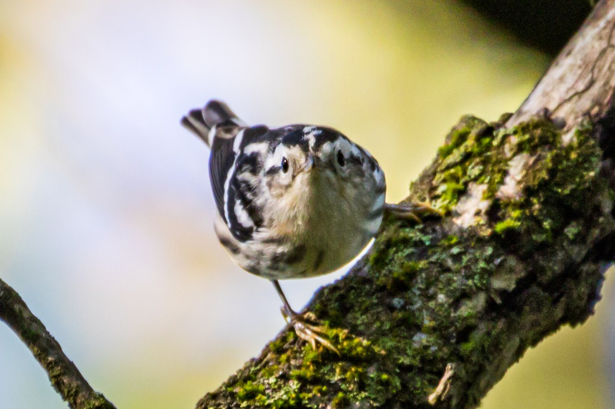 Black-and-white Warbler - ML178823961