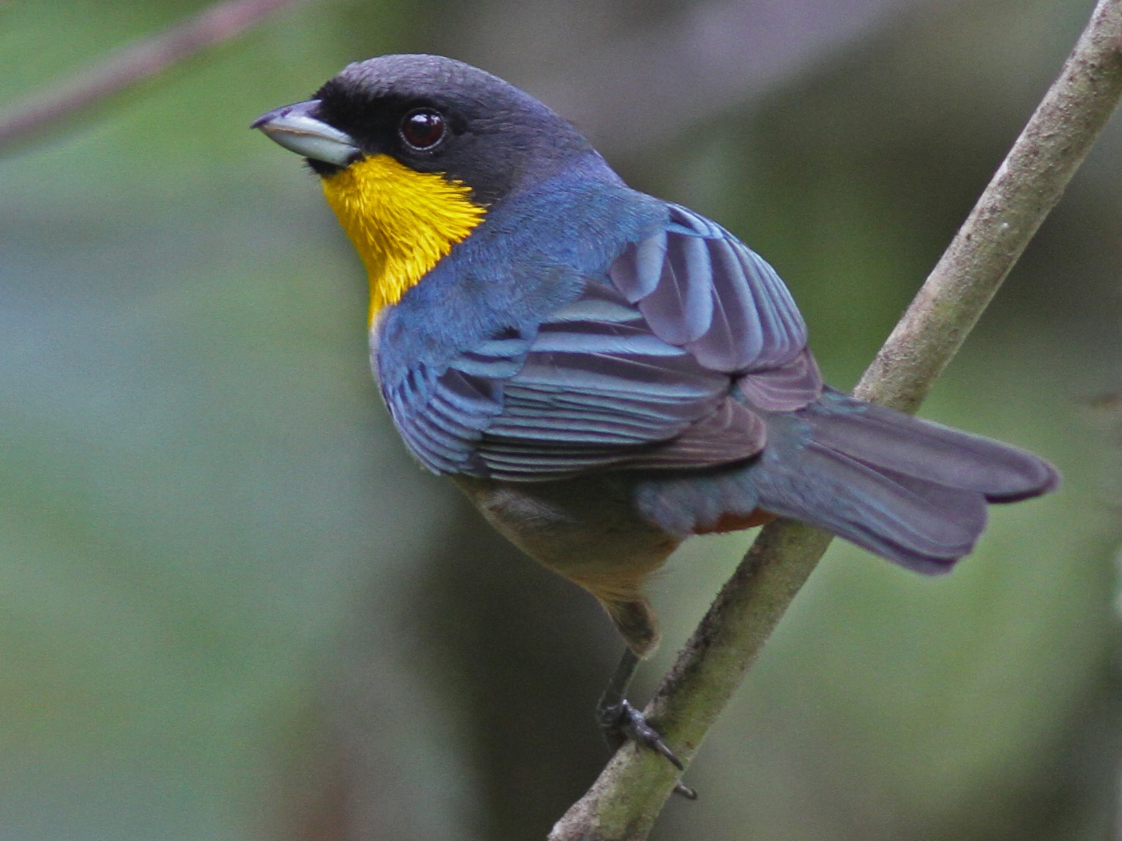 Yellow-throated Tanager - Larry Sirvio