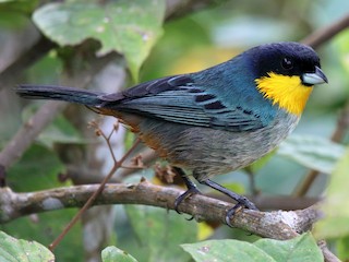  - Yellow-throated Tanager