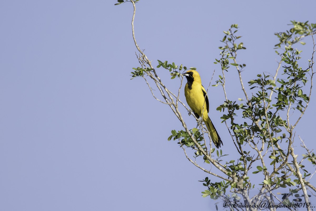 Yellow-tailed Oriole - ML178825321