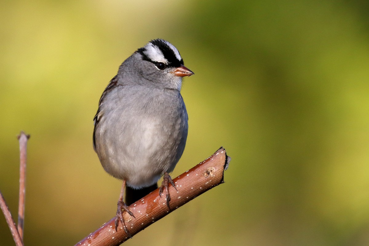 White-crowned Sparrow (leucophrys) - ML178826501