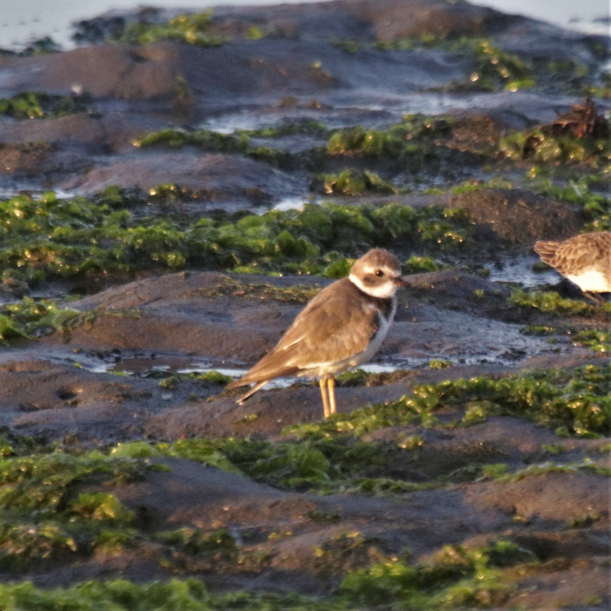 Semipalmated Plover - ML178827051