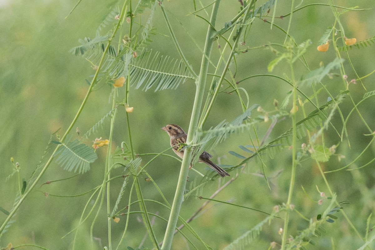 Clay-colored Sparrow - ML178827551