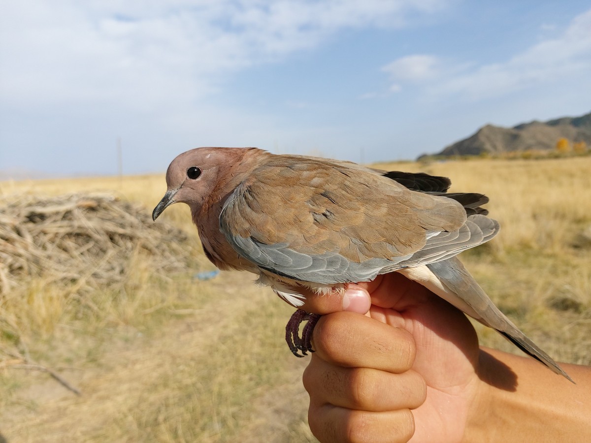 Laughing Dove - ML178830591