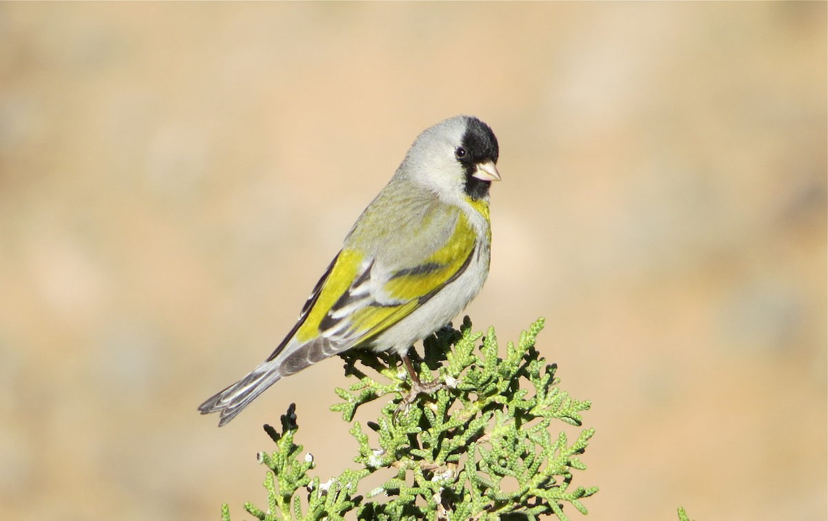 Lawrence's Goldfinch - Will Knowlton
