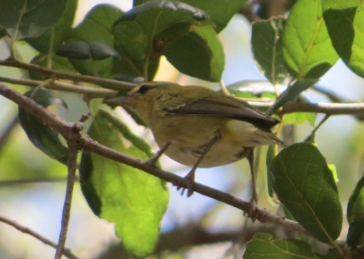 Tennessee Warbler - Will Knowlton