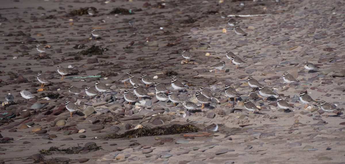 Common Ringed Plover - William Stephens