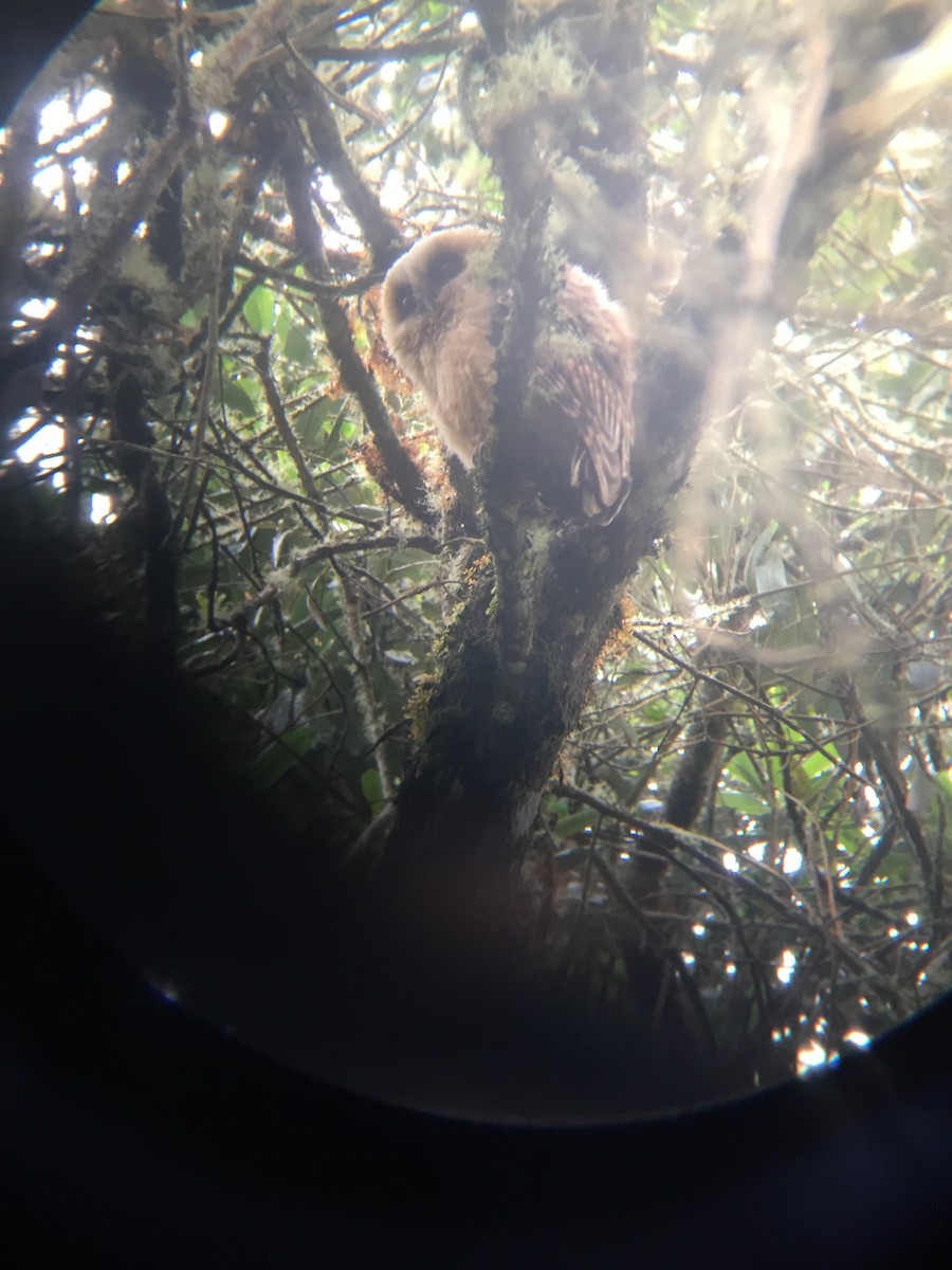 Rufous-banded Owl - ML178846241