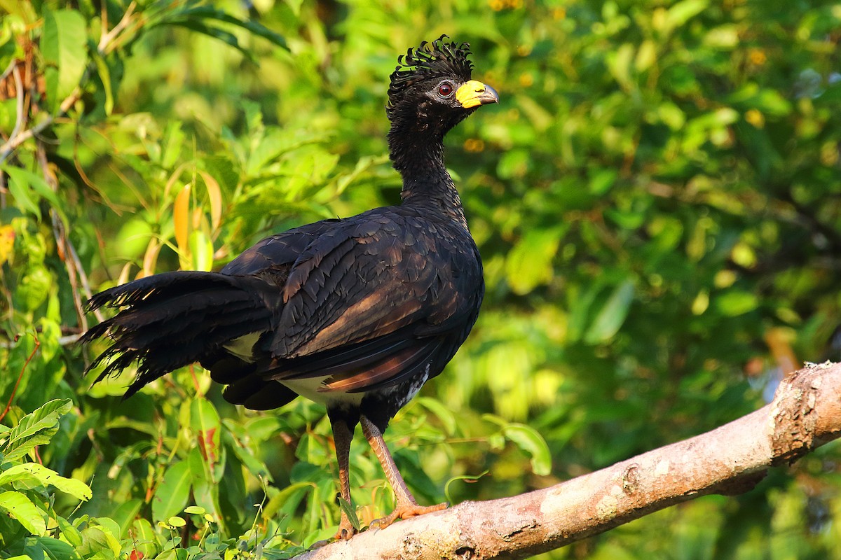 Bare-faced Curassow - ML178847941