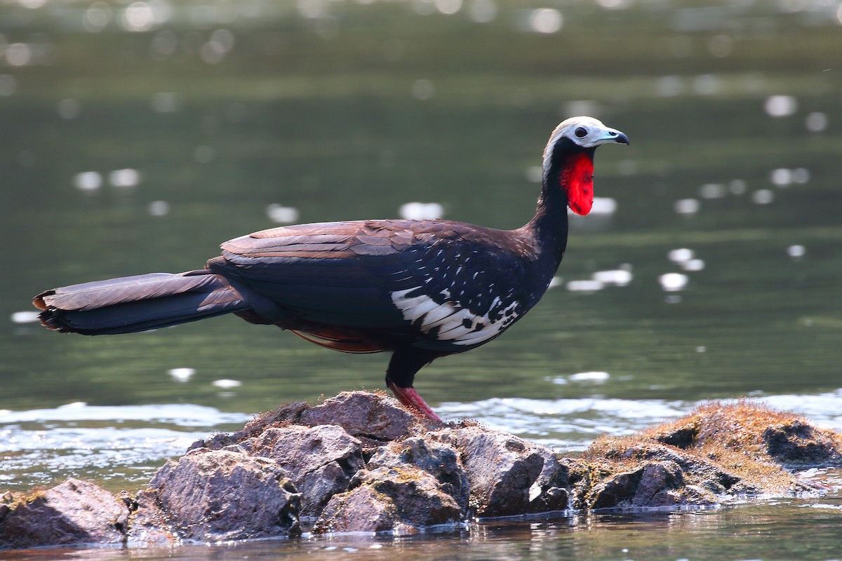 Red-throated Piping-Guan (Gray-crested) - ML178848451