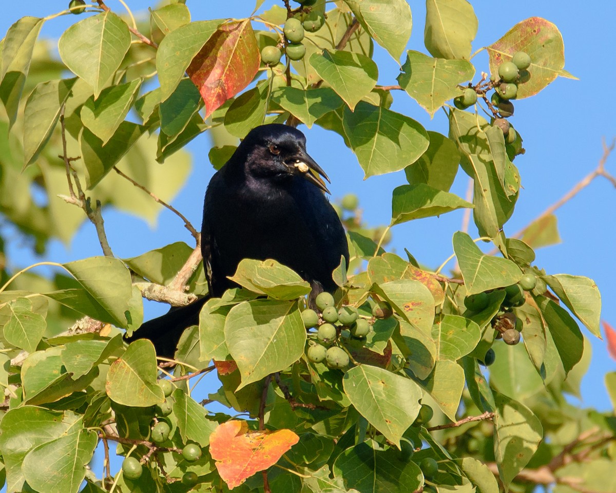 Boat-tailed Grackle - ML178850591