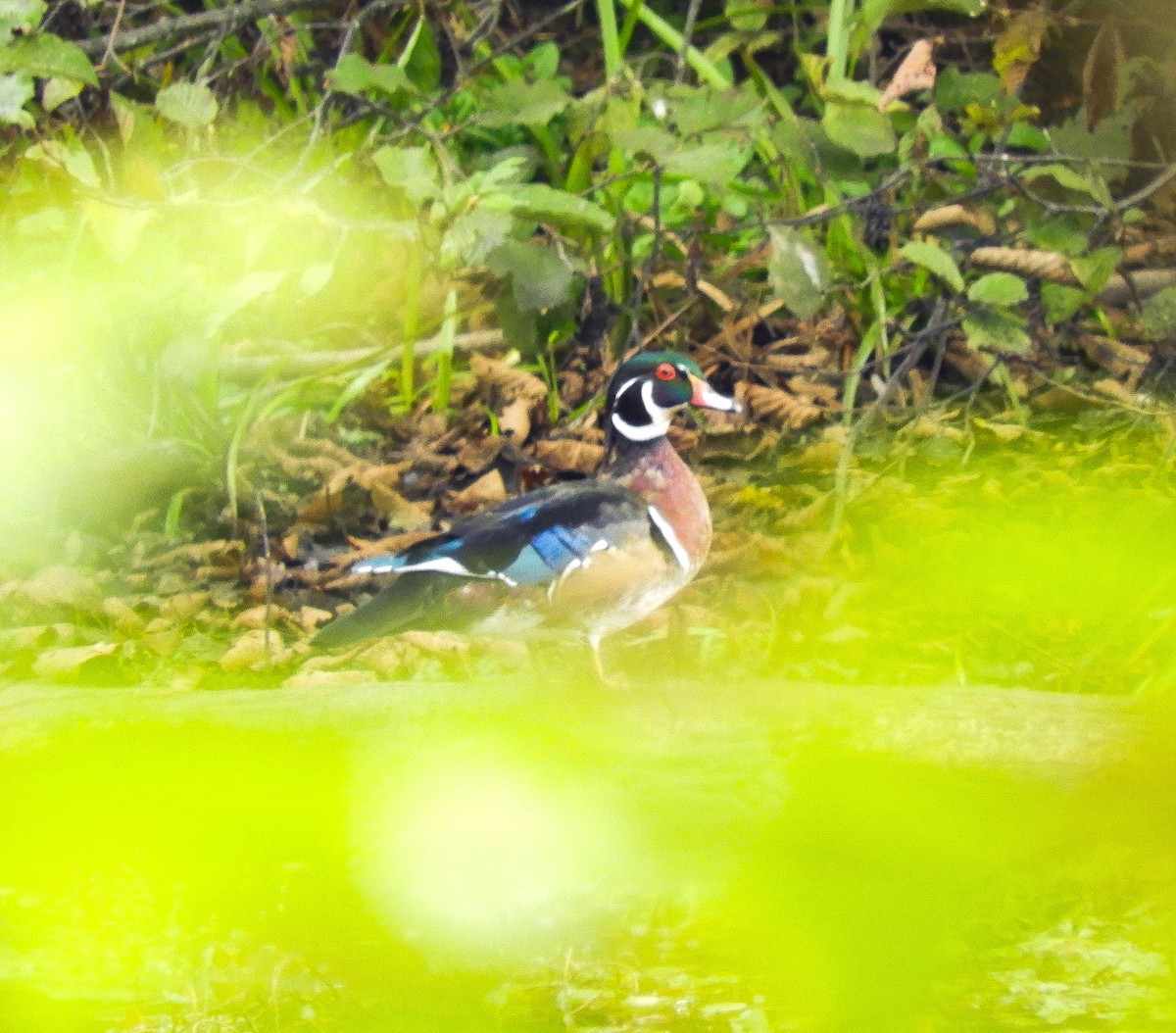 ml178853211-wood-duck-macaulay-library