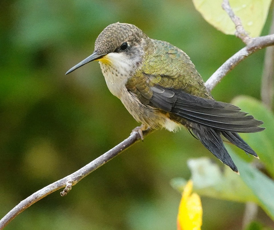Ruby-throated Hummingbird - Nova Scotia Bird Records