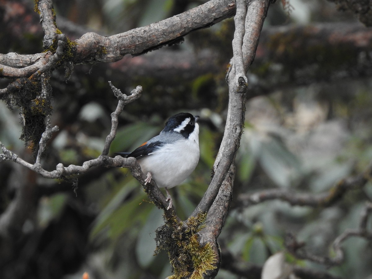 White-browed Shrike-Babbler (Himalajawürgervireo) - ML178861881