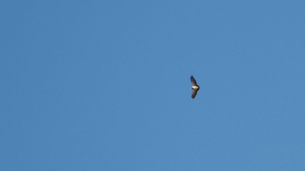 Black-chested Buzzard-Eagle - ML178865941