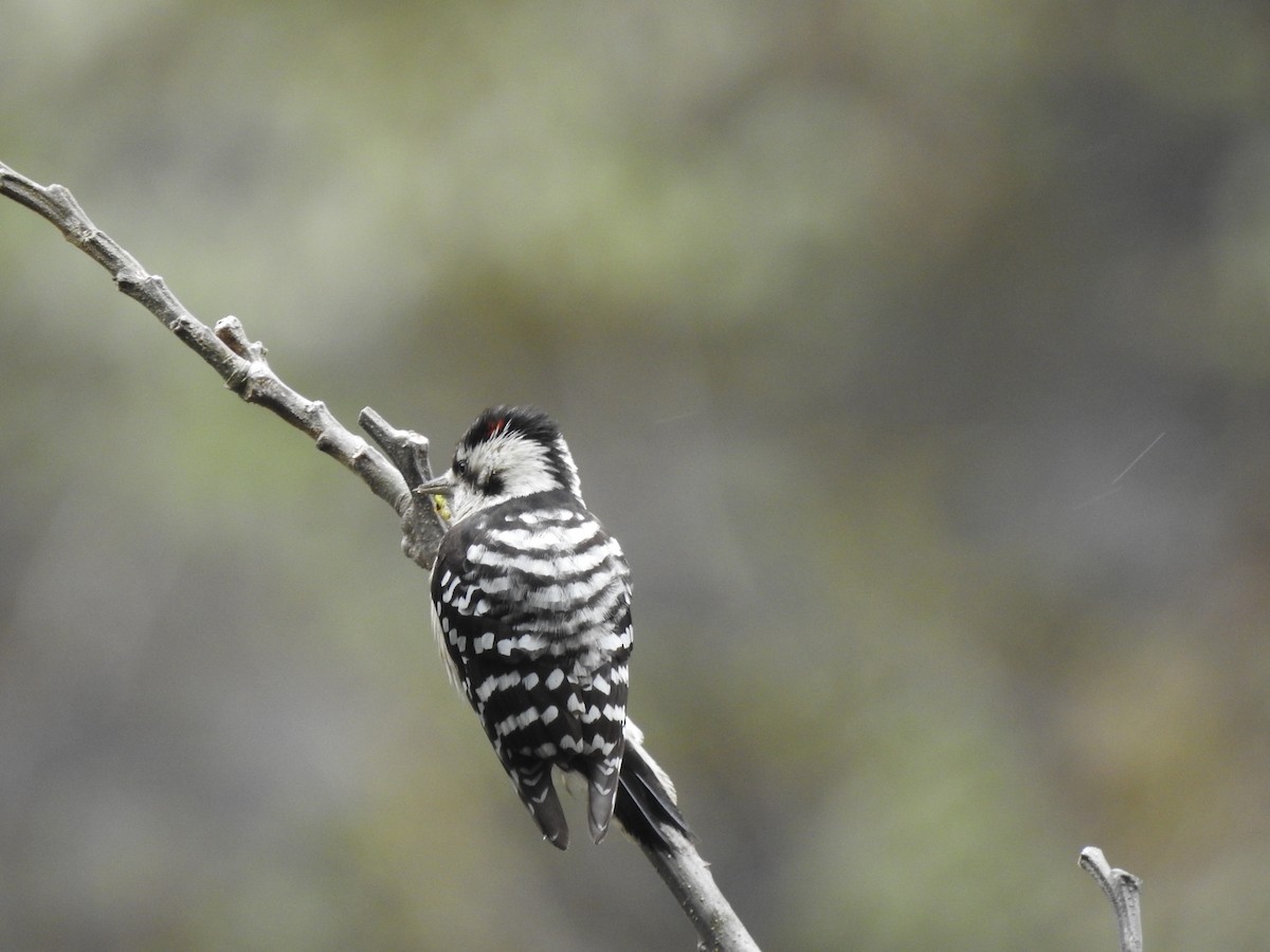 Gray-capped Pygmy Woodpecker - Tim Inskipp