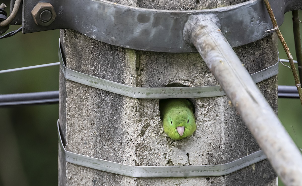 Spectacled Parrotlet - ML178868491
