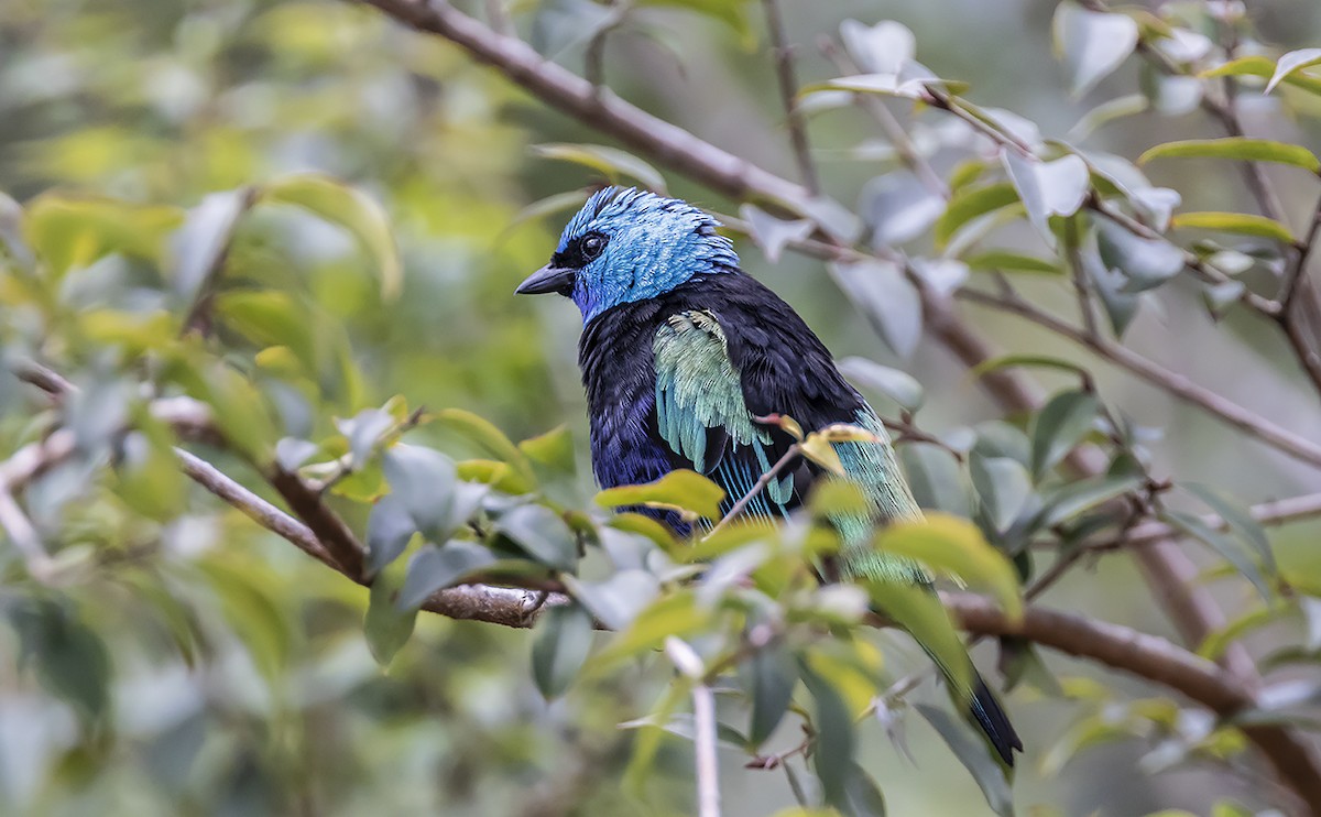 Blue-necked Tanager - ML178868861