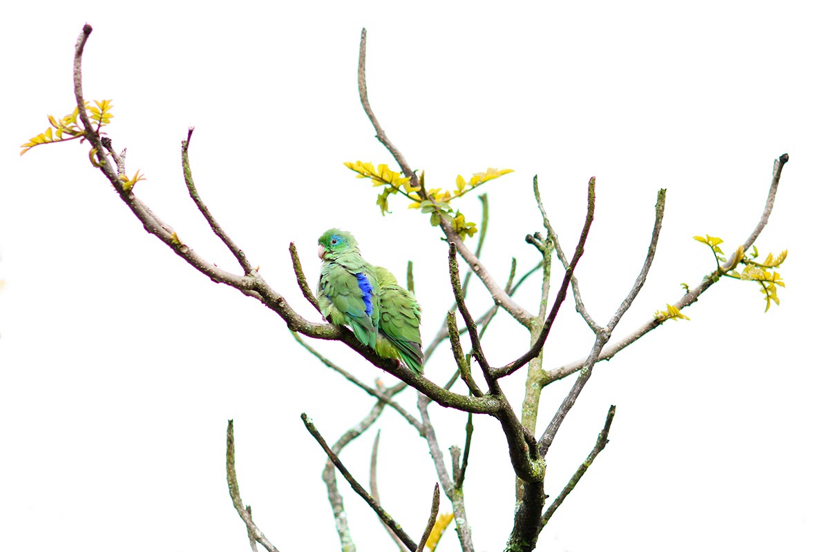 Spectacled Parrotlet - ML178869491