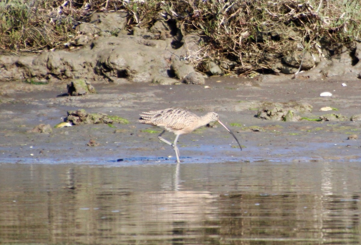 Long-billed Curlew - ML178870161
