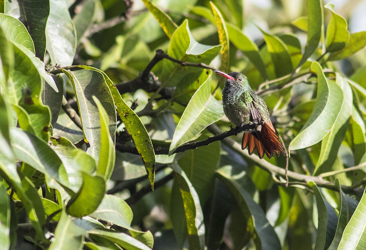 Rufous-tailed Hummingbird - ML178870331